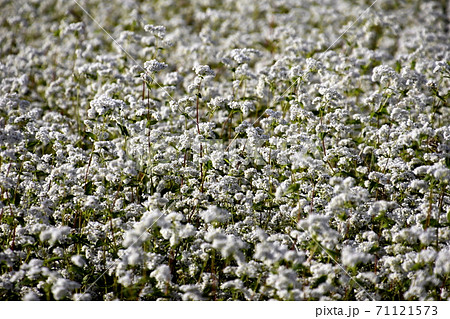 白いソバの花 年秋 栽培面積増えるの写真素材