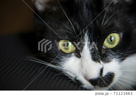 白黒猫のキトンブルーの目 71121663