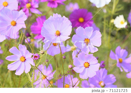 秋の風景　コスモスの花 71121725