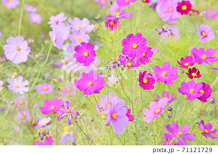 秋の風景 コスモスの花の写真素材