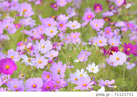秋の風景　コスモスの花 71121731