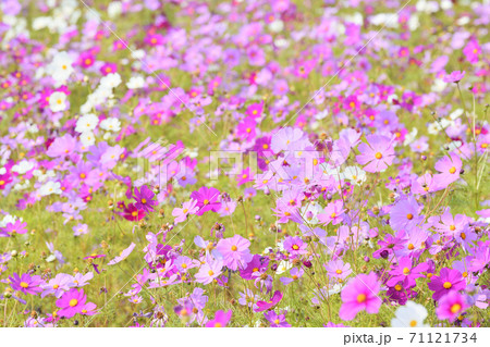 秋の風景 コスモスの花の写真素材