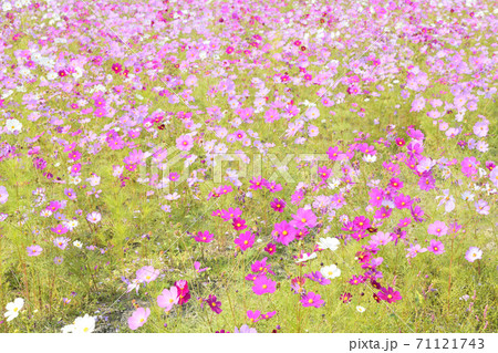 秋の風景 コスモスの花 秋の風景 コスモスの花 71121743