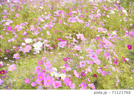 秋の風景　コスモスの花 71121768