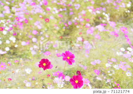 秋の風景　コスモスの花 71121774
