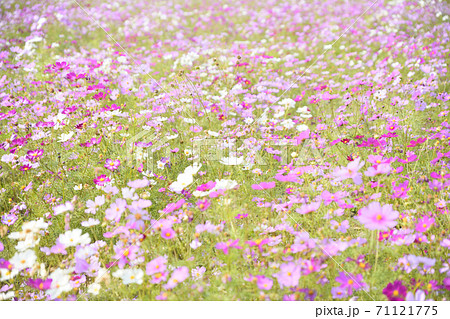 秋の風景　コスモスの花 71121775