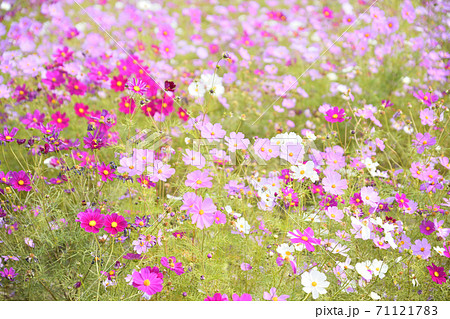 秋の風景 コスモスの花 秋の風景 コスモスの花 71121783