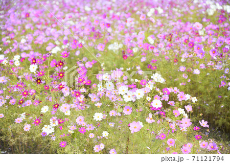 秋の風景 コスモスの花の写真素材