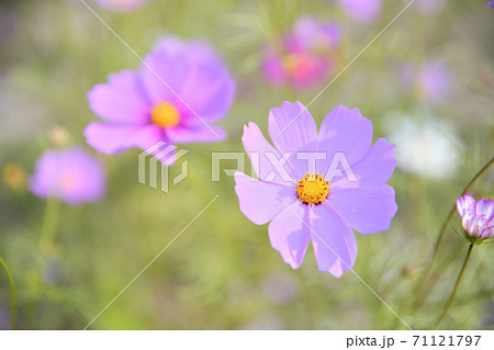 秋の風景 コスモスの花の写真素材