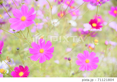 秋の風景 コスモスの花 秋の風景 コスモスの花 71121804