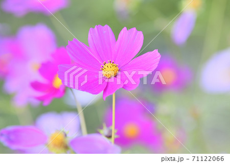 秋の風景 コスモスの花 秋の風景 コスモスの花 71122066