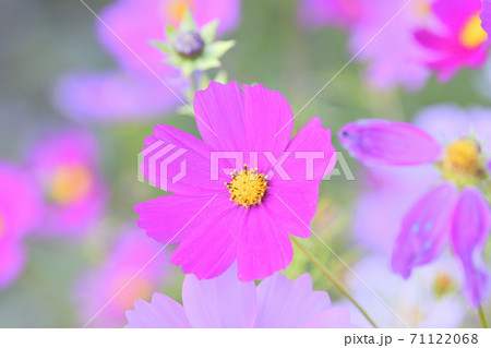 秋の風景　コスモスの花 71122068