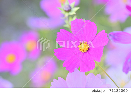 秋の風景 コスモスの花 秋の風景 コスモスの花 71122069