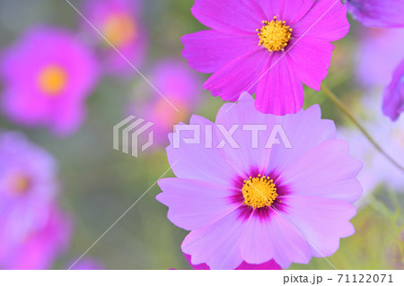 秋の風景　コスモスの花 71122071