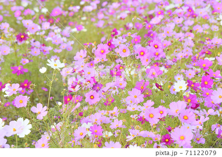 秋の風景 コスモスの花の写真素材