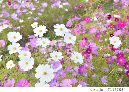 秋の風景　コスモスの花 71122084