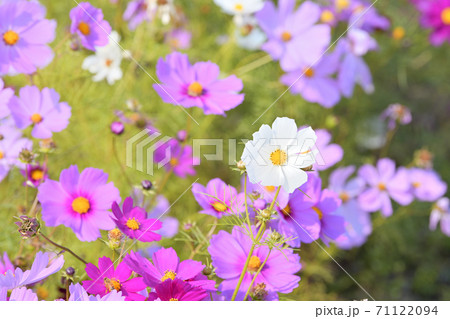 秋の風景 コスモスの花の写真素材