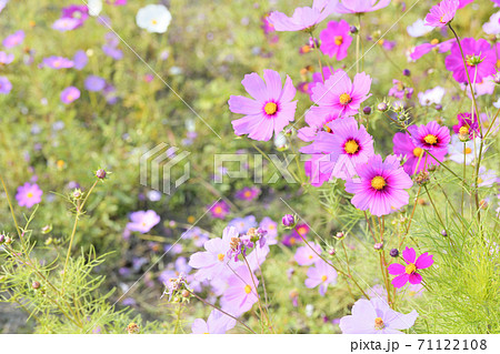 秋の風景　コスモスの花 71122108