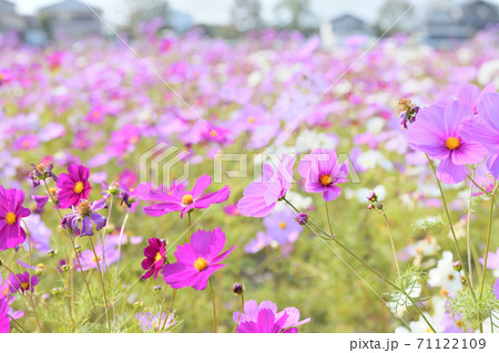 秋の風景　コスモスの花 71122109
