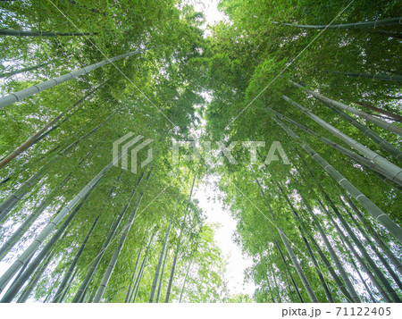 静かな竹林の風景 71122405