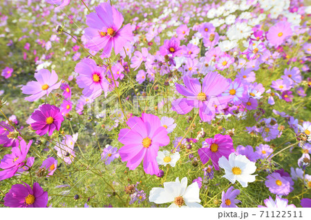 秋の風景　コスモスの花 71122511