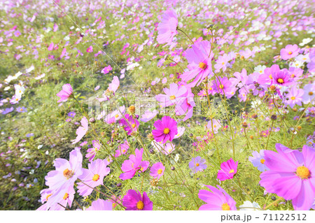 秋の風景 コスモスの花 秋の風景 コスモスの花 71122512