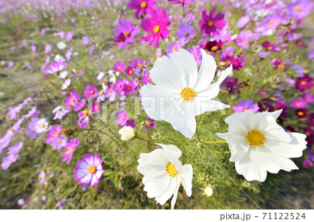 秋の風景　コスモスの花 71122524