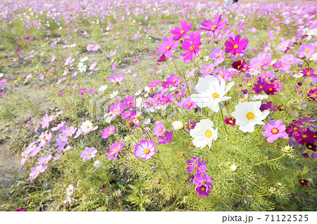 秋の風景　コスモスの花 71122525
