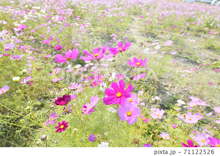 秋の風景　コスモスの花 71122526