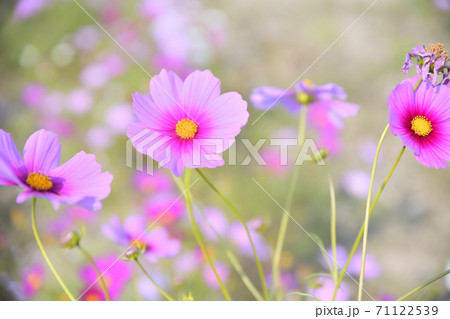 秋の風景 コスモスの花の写真素材