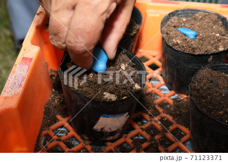 ソラマメの種まき 71123371