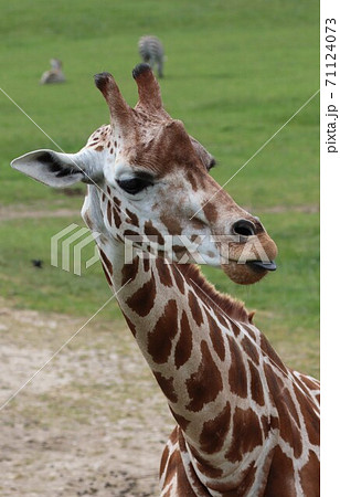 Giraffe - head and neck close up with tongue out Giraffe - head and neck close up with tongue out 71124073