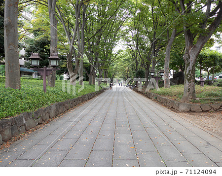 埼玉県大宮 氷川神社参道の風景 埼玉県大宮 氷川神社参道の風景 71124094