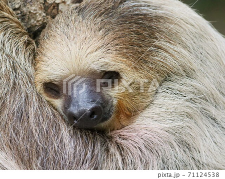 フタユビナマケモノ 71124538