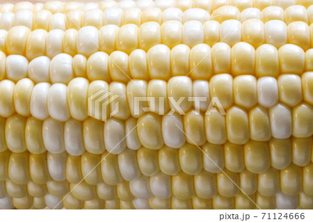 とうもろこし（背景素材） 71124666