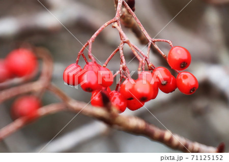 晩秋のナナカマドの実 晩秋のナナカマドの実 71125152