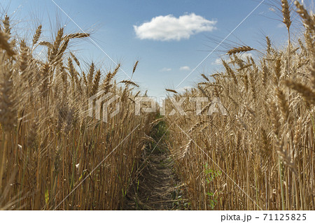 Wheat field with sky and clouds from the frog perspective 71125825