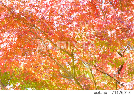 ヤマモミジ 71126018