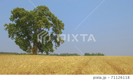 Wheat of gold color field with blue sky and white clouds from the perspective. 71126118