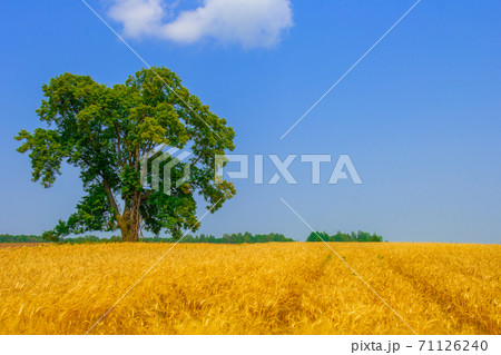 Wheat of gold color field with blue sky and white clouds from the perspective. Wheat of gold color field with blue sky and white clouds from the perspective. 71126240