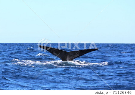 慶良間諸島でクジラウオッチング 71126346