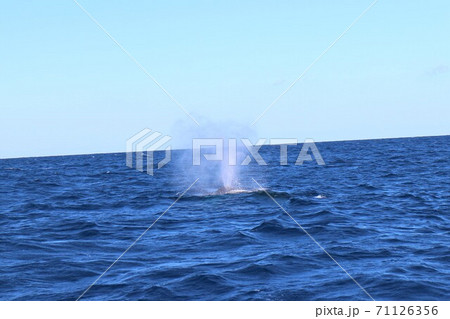 慶良間諸島でクジラウオッチング 慶良間諸島でクジラウオッチング 71126356