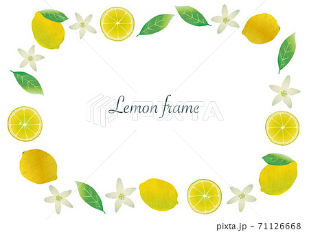 レモンの実 花 葉のイラストフレームのイラスト素材