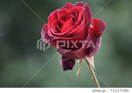 薔薇 薔薇 71127390