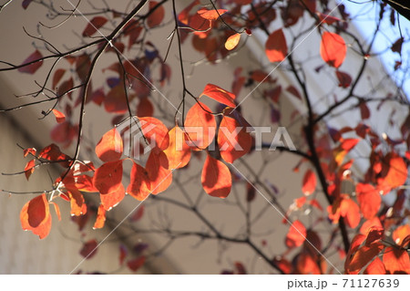 紅葉した赤い葉っぱ　撮影場所：神奈川県大和市 71127639