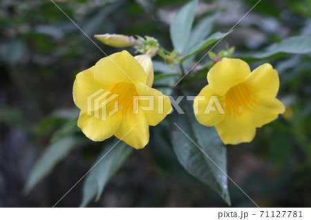 ヒメアリアケカズラ ヒメアリアケカズラ 71127781