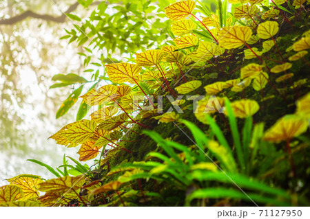 Begonia leafs on the rock in the woods shallow depth of Rain forest at Phuhinrongkla National Park Nakhon Thai District in Phitsanulok, Thailand. Begonia leafs on the rock in the woods shallow depth of Rain forest at Phuhinrongkla National Park Nakhon Thai District in Phitsanulok, Thailand. 71127950