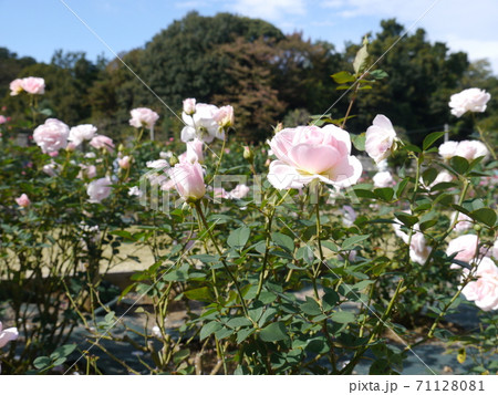 生田緑地ばら苑（秋） 71128081