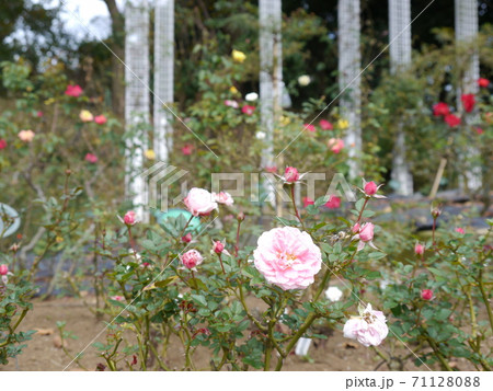 生田緑地ばら苑(秋) 生田緑地ばら苑(秋) 71128088