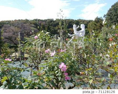 生田緑地ばら苑（秋） 71128126